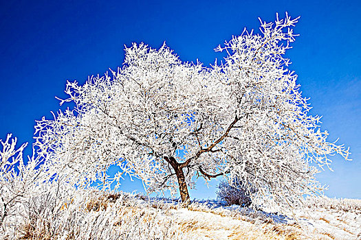 白霜,遮盖,树,清晰,冬天,白天,公园,曼尼托巴,加拿大