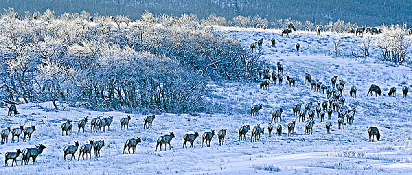 麋鹿,鹿属,鹿,牧群,放牧,旅行,草地,遮盖,早晨,霜,瓦特顿湖国家公园,西南方,艾伯塔省,加拿大
