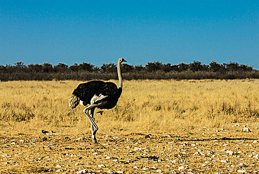鸵鸟,埃托沙国家公园,纳米比亚,非洲
