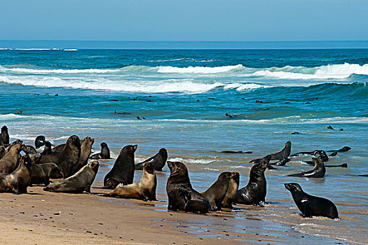 岬角毛海豹,毛海狮,纳米比亚