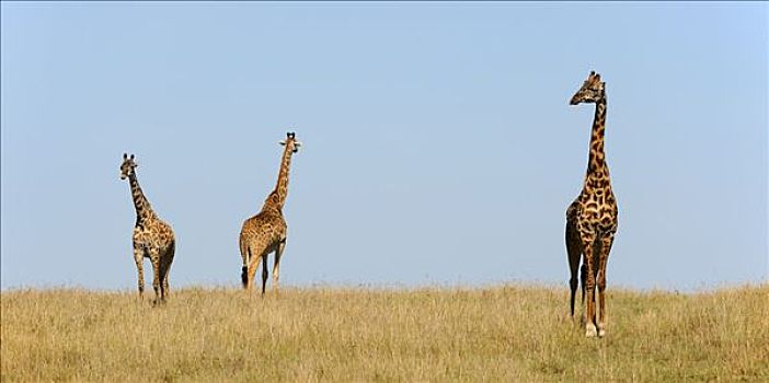 马萨伊,长颈鹿,马赛长颈鹿,草原,肯尼亚,东非