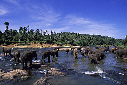 斯里兰卡,靠近,科伦坡,大象,浴,河