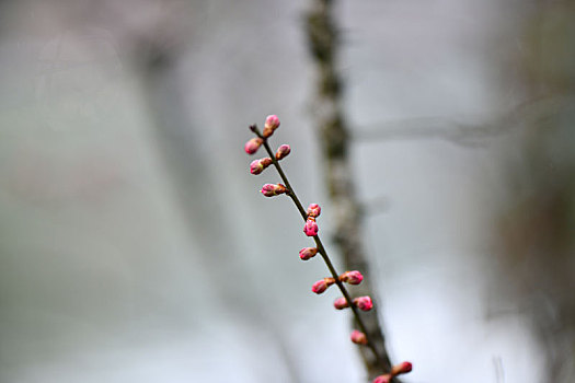 含苞欲放,梅花