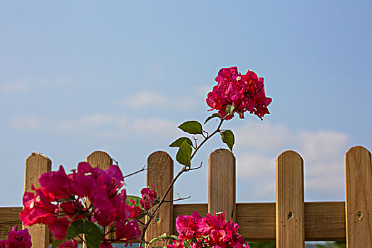 围栏旁的鲜花