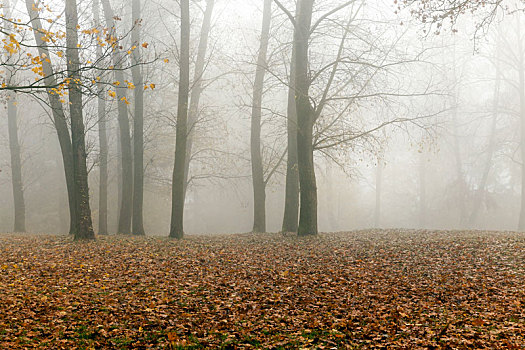 雾,秋季