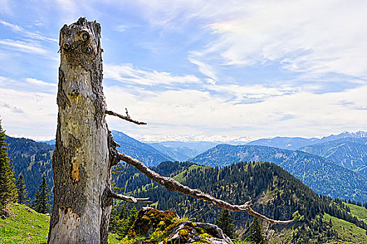 树干,巴伐利亚,阿尔卑斯山