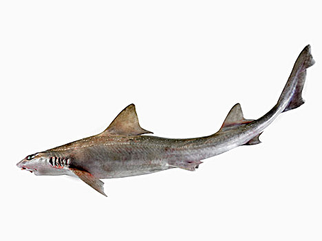 角鲨