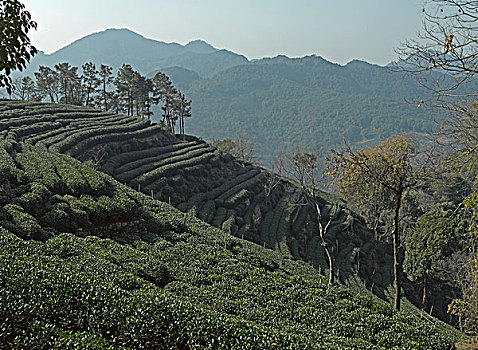 高山上的茶园