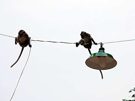 猴子,攀登,电线