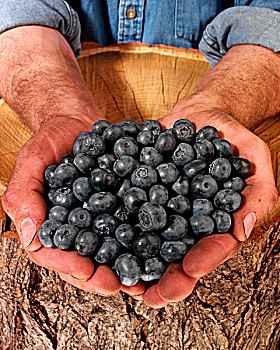 农民,男人,拿着,蓝莓