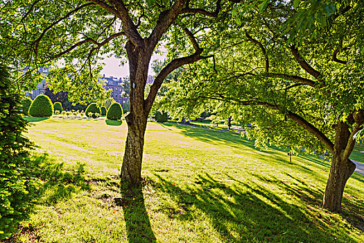 波士顿公园,公共园地,树,马萨诸塞,美国