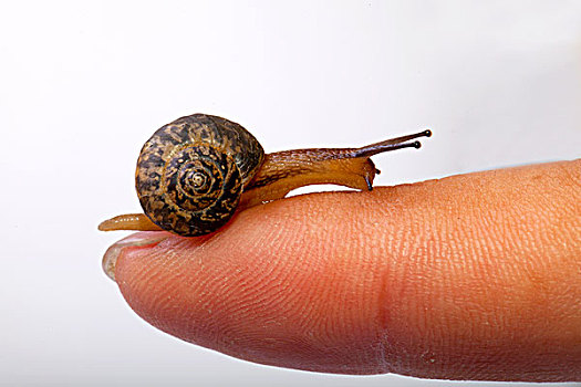 爬在手上的小蜗牛