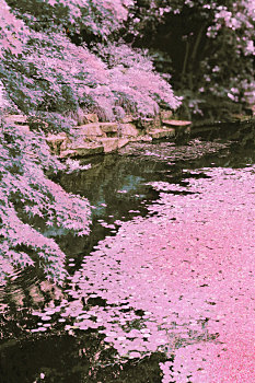 粉红色的苔藓河堤