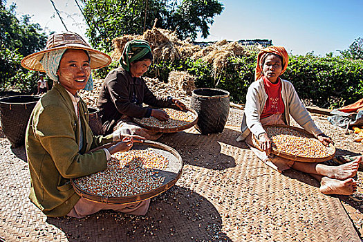 女人,部落,分类,玉米作物,靠近,掸邦,缅甸,亚洲