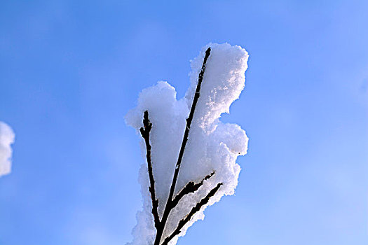 大雪后树梢上的白色雾凇特写