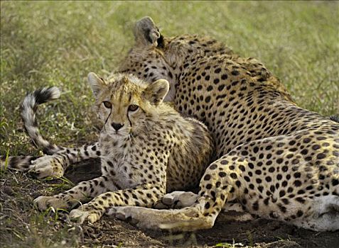 印度豹,猎豹,雌性,幼兽,塞伦盖蒂,坦桑尼亚