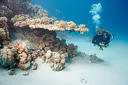 潜水,旁侧,礁石