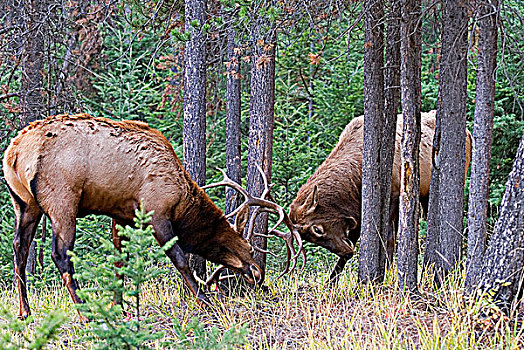 雄性,公麋鹿,鹿属,争斗,支配,交配,季节,艾伯塔省,加拿大