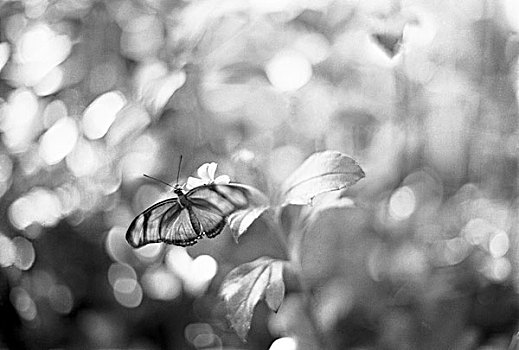 蝴蝶,昆虫,自然
