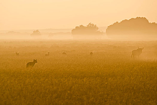 鬣狗,角马,非洲