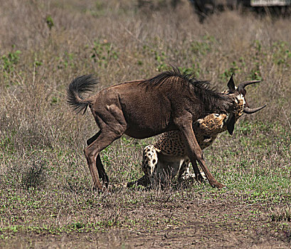 印度豹,猎豹,蓝角马,角马,恩戈罗恩戈罗,保护区,坦桑尼亚