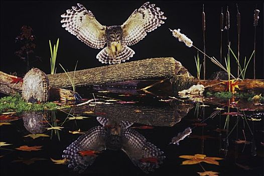 横斑林鸮,原木上,水塘,秋天,反射,罗利市,北卡罗来纳,美国