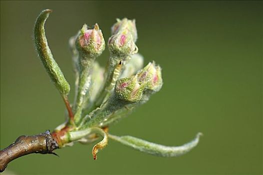 梨树,芽,西洋梨