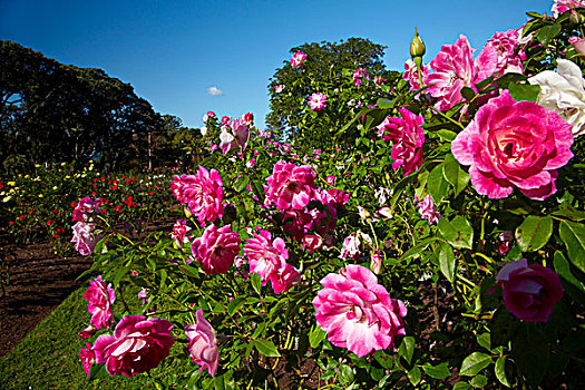 粉色,玫瑰,花园,鸽子,公园,奥克兰,北岛,新西兰