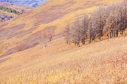 内蒙古黄岗梁草原牧场