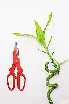 剪刀,绿叶,富贵竹