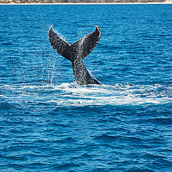 澳大利亚,自由,鲸,海洋,概念