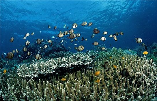 鱼群,两个,条纹,雀鲷,高处,石头,珊瑚,瓦卡托比,潜水,胜地,苏拉威西岛,印度尼西亚,班达海,印度洋