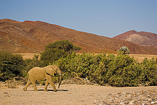 纳米比亚,骷髅海岸,稀有,荒芜,大象,非洲象,靠近,河