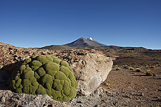 玻利维亚,眺台,苔藓