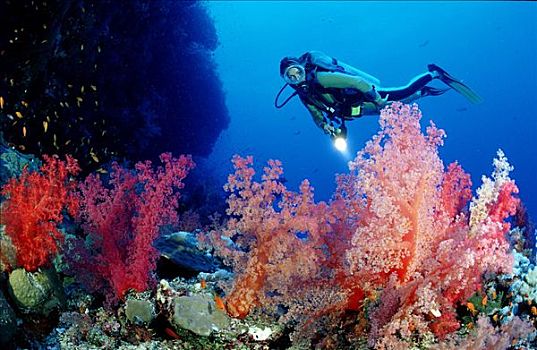 潜水者,软珊瑚