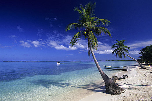 洪都拉斯,海湾群岛,岛屿,海滩,椰树,树