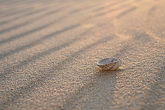 蛤蜊,壳,沙子