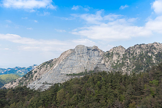 山东蒙山寿星