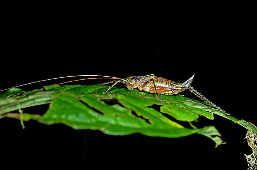雌性,螽蟖科,雨林,国家公园,厄瓜多尔,南美