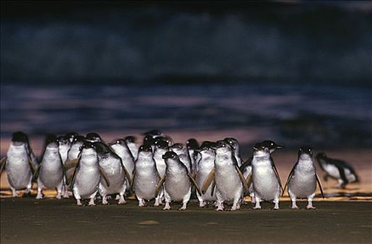 小蓝企鹅,神仙企鹅,群,黄昏,猎捕,港口,维多利亚,澳大利亚