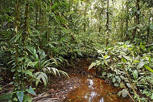 雨林,国家公园,哥斯达黎加