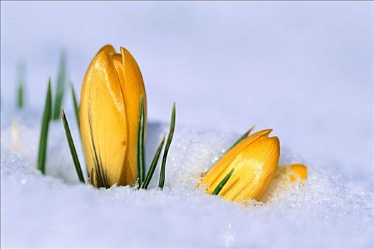積雪,藏紅花