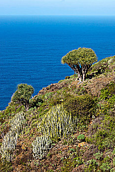 龙,树,多明我,帕尔玛,岛屿,加纳利群岛,西班牙,欧洲