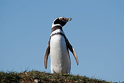 麦哲伦企鹅,小蓝企鹅,巴塔哥尼亚,智利,南美