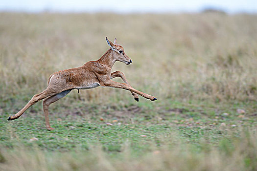 幼兽,跑,跳跃,马赛马拉国家保护区,肯尼亚,非洲