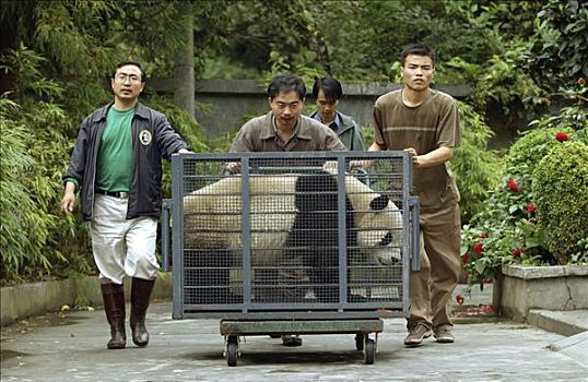 大熊猫,运输,中国,研究中心,卧龙自然保护区