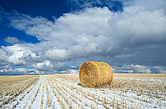 小麦,稻草,茬地,天空,云,靠近,萨斯喀彻温,加拿大