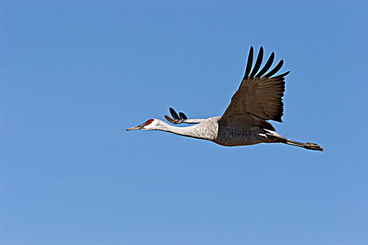 沙丘鹤,飞行,野生动植物保护区,新墨西哥,美国