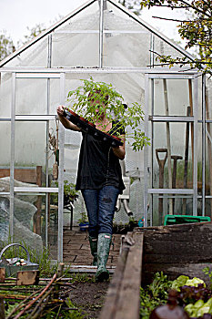 女人,番茄植物,正面,温室