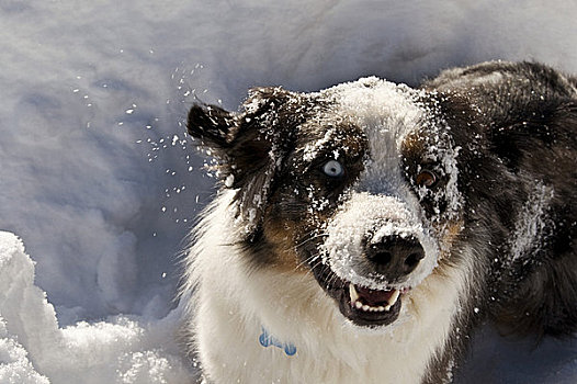 狗,积雪,脸